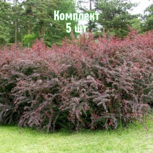 Комплект 5шт / Барбарис оттавский Суберба