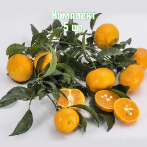 Комплект 5шт / Мандарин Муркотт