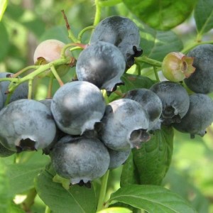 Саженец черники Топ Хат (Top Hat)