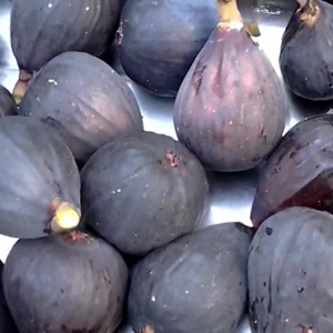 Саженец инжира Черный принц