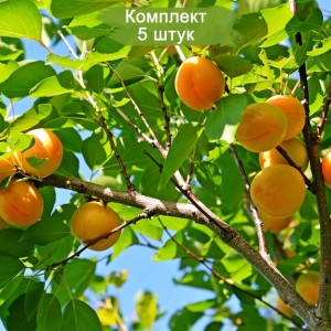 Саженцы абрикоса Айсберг (ранний) -  комплект 5 шт.