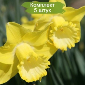Луковицы желтого нарцисса Спелбиндер (Spellbinder) -  комплект 5 шт.