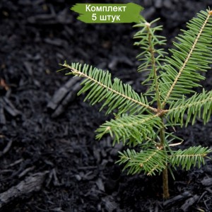 Саженцы пихты Кавказской до 20 см -  комплект 5 шт.