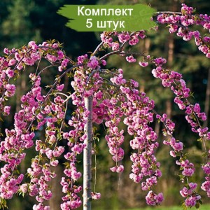 Саженцы сакуры Кику на Штамбе- Шидаре -  комплект 5 шт.