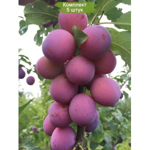 Саженцы ранней фиолетовой Сливы Амбре (Ambre) -  комплект 5 шт.