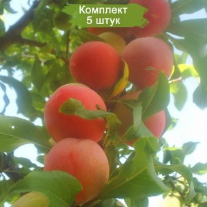 Саженцы средней красной сливы Персиковая -  комплект 5 шт.