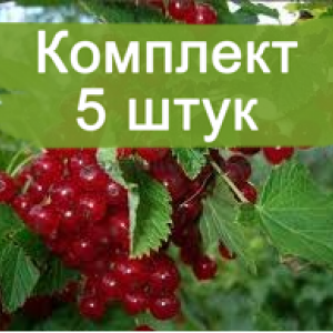 Саженцы красной смородины Вика -  комплект 5 шт.