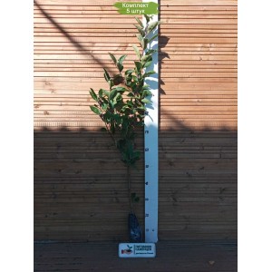 Саженецы яблони в ассортименте -  комплект 5 шт.