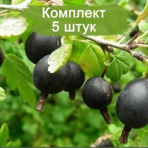 Саженцы Йошты Крона -  комплект 5 шт.