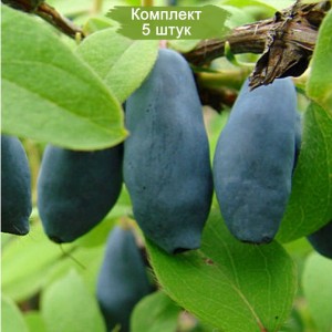 Саженцы жимолости Медведица -  комплект 5 шт.