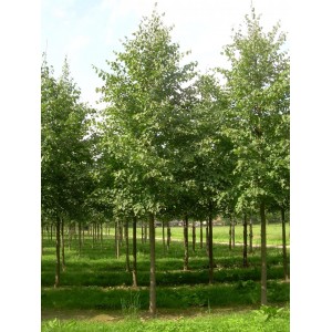 Саженец липы Сибирской 20-40 см