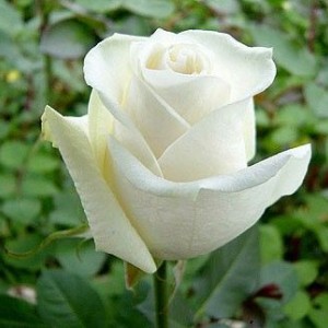 Саженец чайно-гибридной розы Боинг (Boeing)