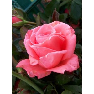 Саженец чайно-гибридной розы Набила (Nabila)