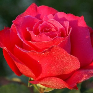 Саженец чайно-гибридной розы Шакира (Shakira)