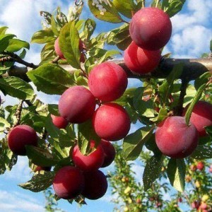 Саженец красной китайской сливы (Ранней)