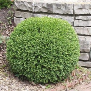 Саженец самшита вечнозелёного Маргината (Marginata)