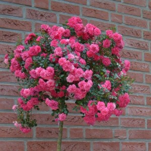 Саженец штамбовой розы Книрпс (Knirps)