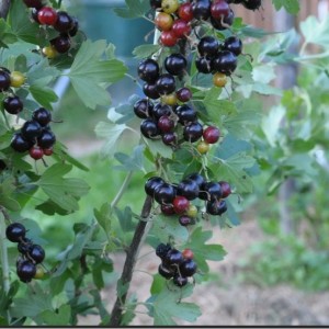 Саженец смородины золотистой Байкальская Синева