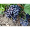 Виноград Декабрьский