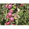 Яблоня колоновидная Есения