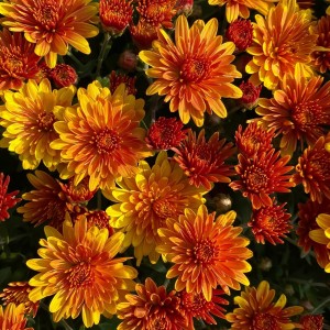 Саженец хризантемы мультифлора Яхо Оранж (Yahou Orange) (Желто-оранжевая )